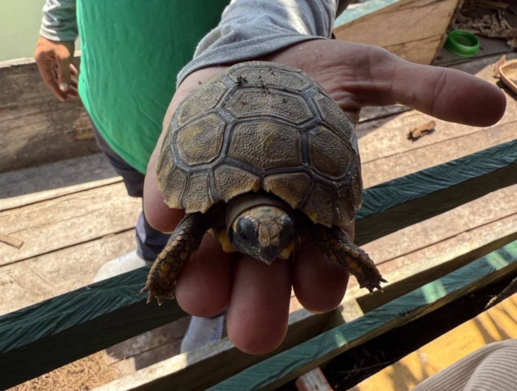 Tortuga Morrocoy de Patas Amarillas